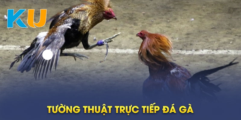 Xem tường thuật đá gà trực tiếp trên trang Kubet